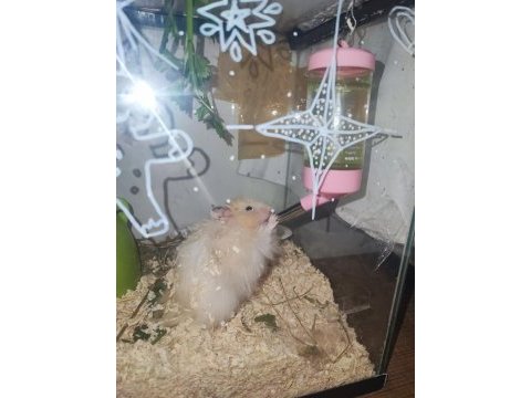 Hamster ücretsiz sahiplendirme
