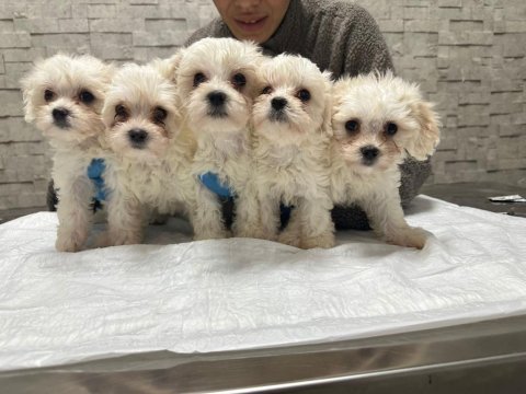 Korea teacup maltese yavrularımız