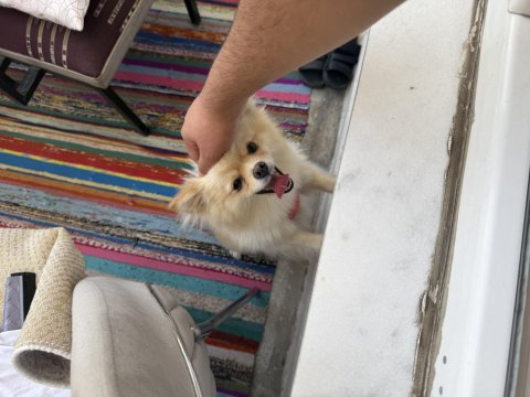 Köpeğimin aşıları tamdır