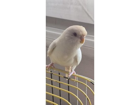 3 aylık beyaz kırmızı göz lutino muhabbet kuşu