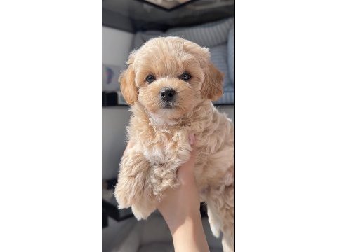 Maltipoo safkan