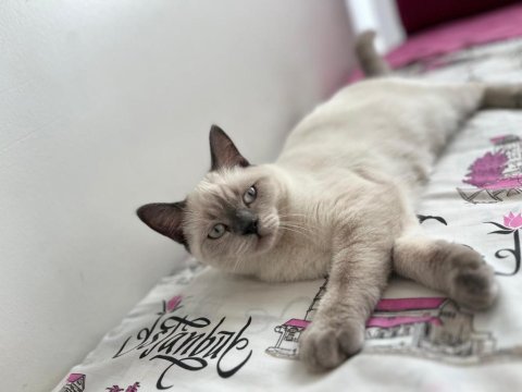 British shorthair kedimizi sahiplendirmek istiyoruz