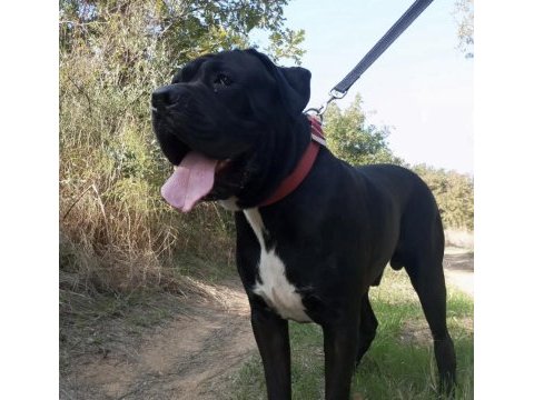 Yavru ve yetişkin a kalite cane corso