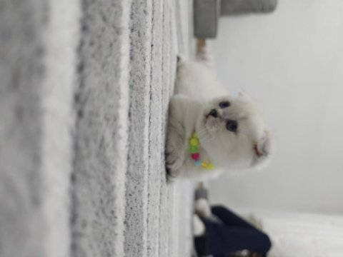 Scottish fold point