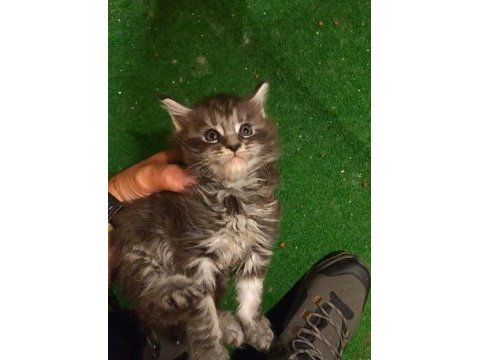 Maine coon yavruları