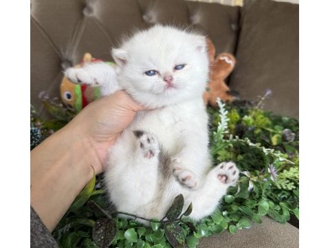 Yüksek kalite british shorthair golden