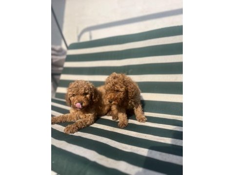 Aşılı erkek poodle bebekler