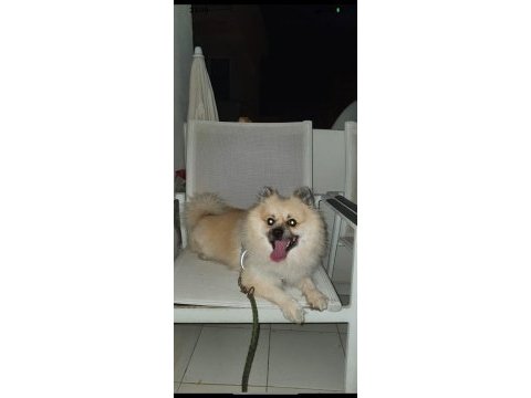 Pomeranian spitz