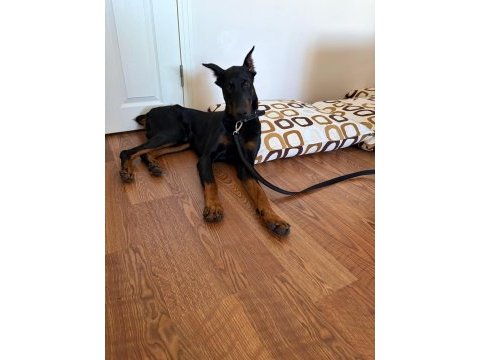 Yakışıklı doberman köpeği