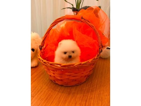 Pomeranian boo bebeğimiz