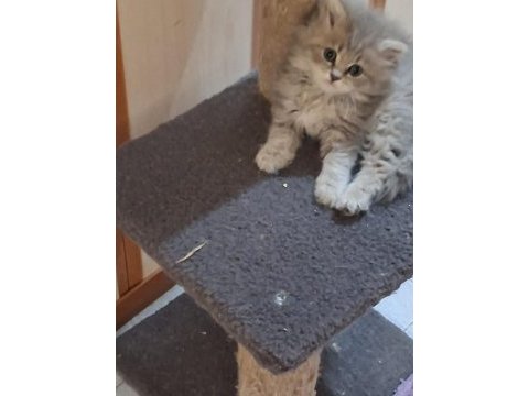 Silver british longhair yavrular