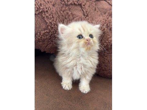 British longhair yavru kediler