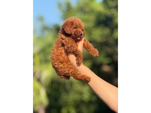Teacup boy aşılı wc eğitimli premıum poodle