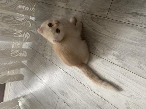 Beyaz scottish fold