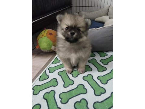 Pomeranian yavrular