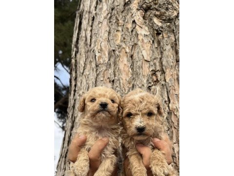 A+a kalite ped eğitimli maltipoo bebekler