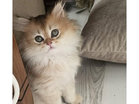 Safkan anne ve babadan british longhair