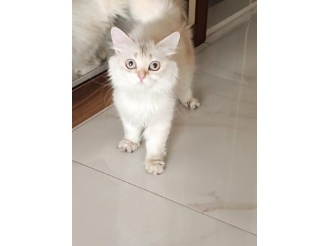 Britsh longhair 1 yaşında kedimiz