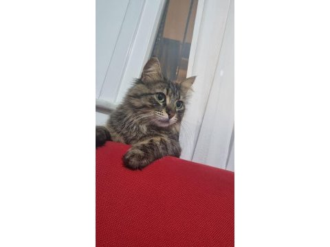 Kedi sahiplendirme