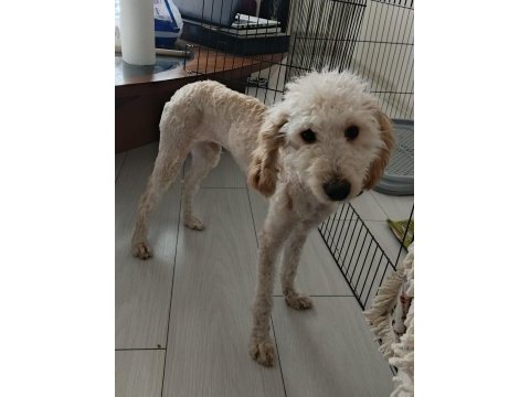 9 aylık köpeğimizi sahiplendirmek istiyoruz
