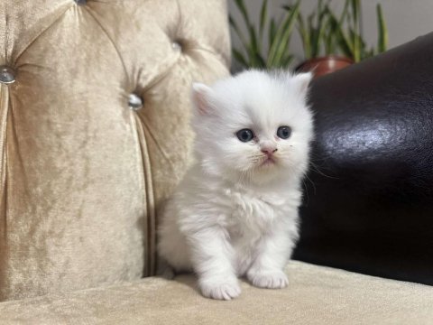 British shorthair kedimiz