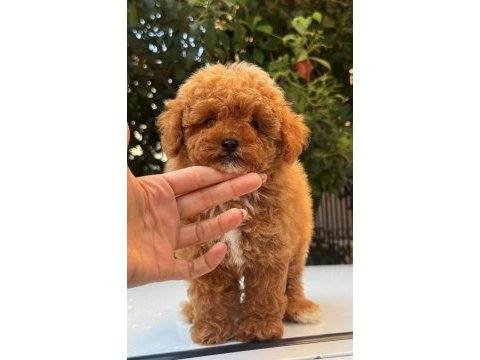Red maltipoo dişi teddy surat
