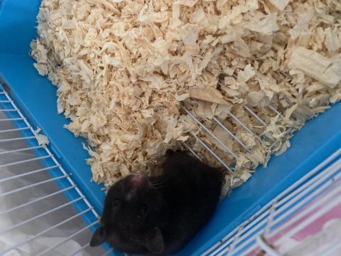 Yavru hamster