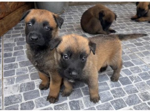 Safkan ırk garantili belçika kurdu