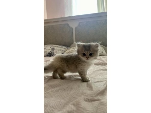 Bulut kızı british longhair