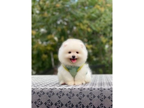 Pomeranian boo yavrularımız karşınızda