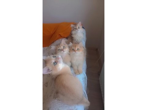 Full şecereli golden british longhair erkek ve dişi