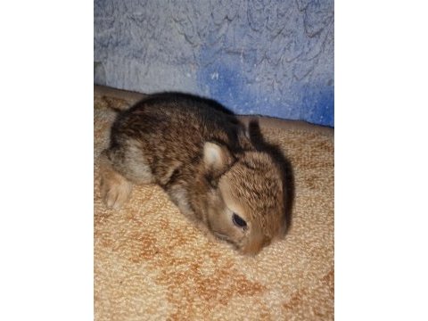 Netherland dwarf hollanda cücesi tavşan