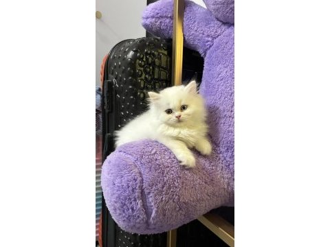Özel ırk çift renk gözlü british longhair bebek