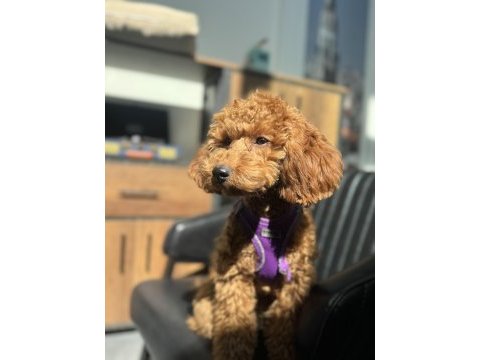 Poodle kızıma eş arıyoruz