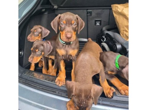 Evinizin yeni üyesi doberman kapıda ödeme vardır