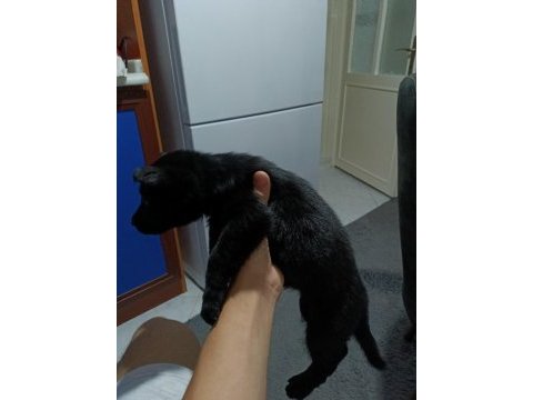 Black solid alman kurdu yavrula