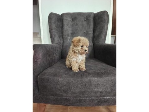Maltipoo yavruları
