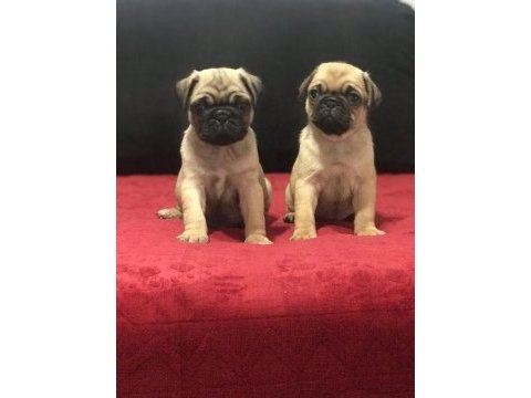 A kalite pug mops bebekler