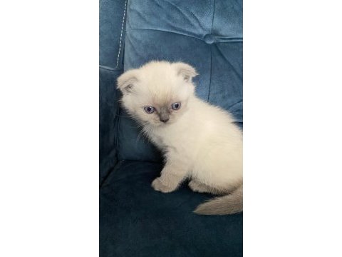 Şeker gibi top kafa scottish fold yavrumuz
