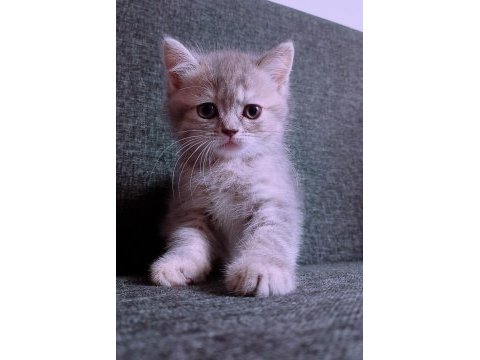 British longhair istanbul içinde ulaşımını sağlıyorum