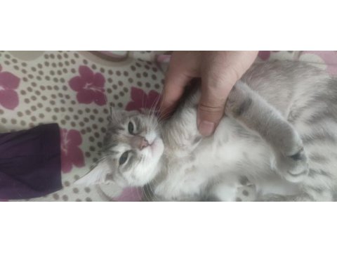 Acil sahiplendirme kedimiz