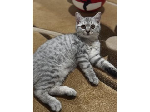 British shorthair yavru
