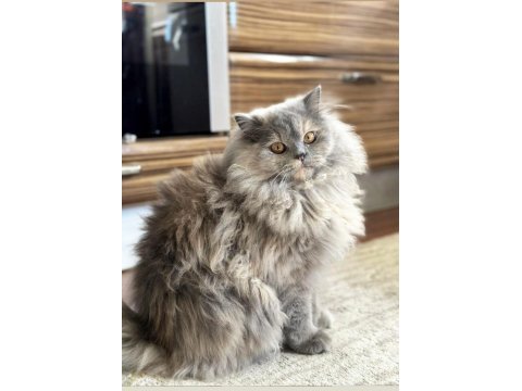 British longhair dişi sahiplendirme