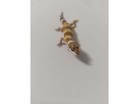Leopard geckomuz