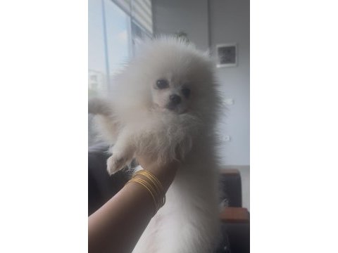 0 numara 5 aylık dişi pomeranian