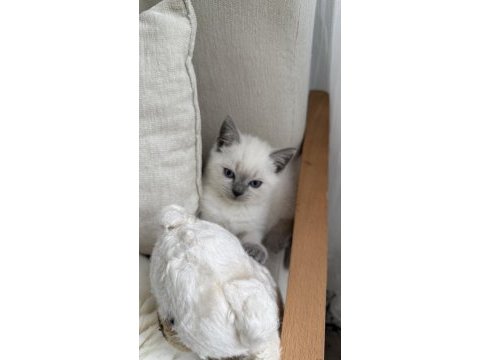 British shorthair 55 günlük erkek