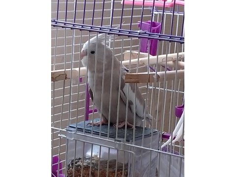 Beyaz erkek gri dişi sultan papağanı