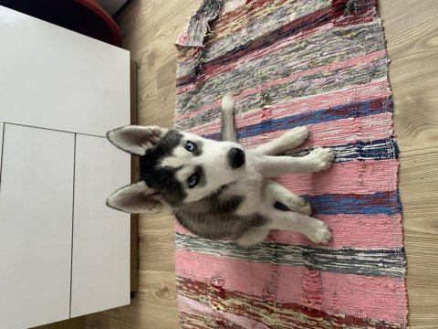 Uyguna safkan sibirya kurdu husky yavruları