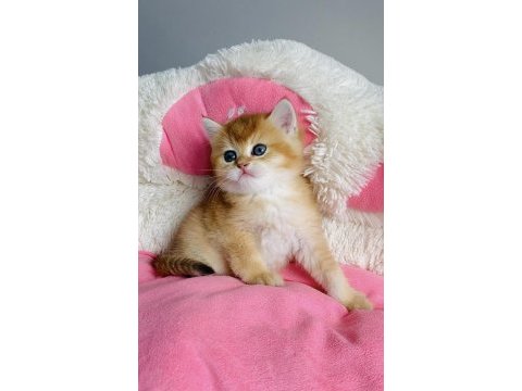 Değerinin altında show kalite golden british shorthair