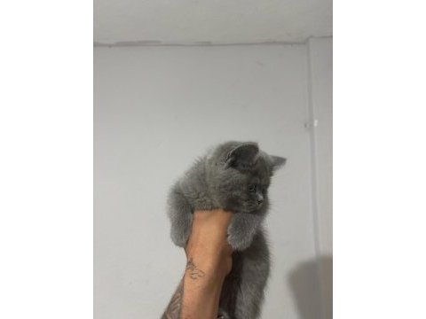 Top kafa üst sınıf british shorthair yavrular